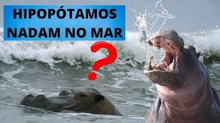 HIPOPÓTAMOS SABEM NADAR VEJA COMO UM DOS MAIORES ANIMAIS TERRESTRES DO MUNDO VIVE NA ÁGUA [upl. by Leach]