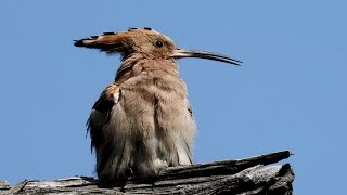 후투티 울음소리 작게 들림 Eurasian Hoopoe singing small sound  Upupa epops [upl. by Eocsor277]