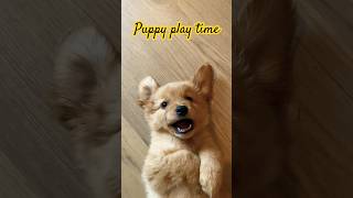 Puppy play time noortje goldenretriever toller puppy [upl. by Akered]