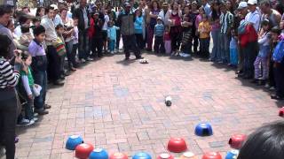 Guinea Pig Lotto  ¡La Lotería del Cuy The craziest betting game from Bogotá Colombia [upl. by Towers239]