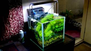 SUNSUN LED light growth update  Cube garden 30C  GRECH UV filter  Seachem flourish excel [upl. by Nosyarg]