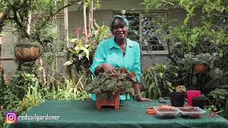 Begonia Tiger Paw  Ideal Begonia for beginners Learn to propagate using soil and water medium [upl. by Hermione]