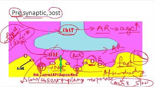 Congenital myasthenia and Lambert Eaton myasthenic syndrome [upl. by Mandie634]