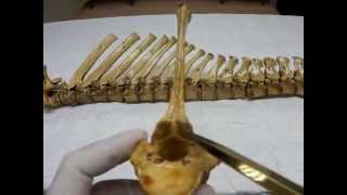 Thoracic vertebrae by dr khaled shoghy [upl. by Gruver]