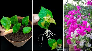 Propagate a bougainvillea spectabilis from leaves  Easy stepbystep guide [upl. by Dex]