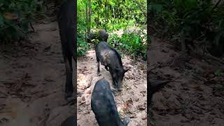 Cute wild boars are foraging for foodshorts wildboar pig boars wildanimals wildlife blackpig [upl. by Asoramla435]