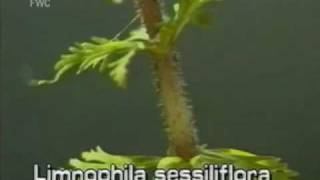 limnophila Limnophila sessiliflora [upl. by Nnoved]