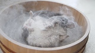 Epic Chinchilla Dust Bath in 4k Ultra High Definition [upl. by Consuelo]