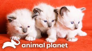 Siamese Kittens Adorable Christmas Antics  Too Cute  Animal Planet [upl. by Noirred285]