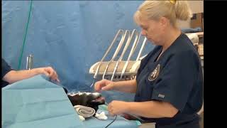 Want to Master Veterinary Dental Radiography httpsveterinarydentistrynetradplusbonuses [upl. by Dnalevets]