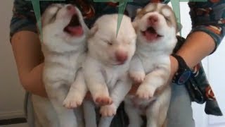 Cutest Newborn Siberian Husky Puppies  Week 1 [upl. by Jayne35]