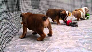 ENGLISH BULLDOG PUPPIES FOR SALE [upl. by Anu]