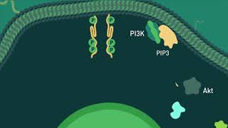 Los receptores tirosina quinasa y la vía de señalización del fosfatidilinositol 3kinasa PI3KAKT [upl. by Cecil499]