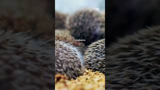 The truth about hedgehog ability shots ytshorts youtubeshorts pets [upl. by Hairu148]