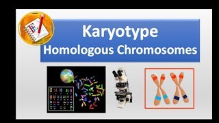 Karyotype and homologous chromosomes [upl. by Felizio]