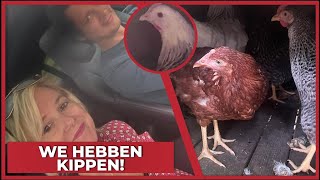 WE HEBBEN KIPPEN 🐔  2227 [upl. by Raybin171]