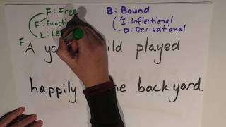 Morphology Episode 3 Lexical amp Functional Morphemes [upl. by Witherspoon641]