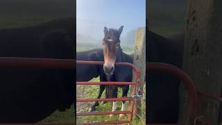 Horse wants carrots 🥕 horse horses viralvideo dublin edenderry offaly trendingshorts [upl. by Agostino393]