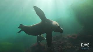 Scuba Diving with Sea Lions  La Jolla Cove [upl. by Letnohc]