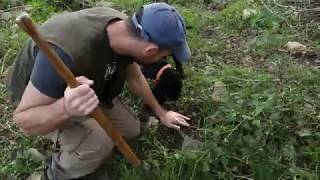 Truffle hunting  a day with an italian truffle hunter [upl. by Berey]