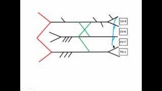 Draw the Brachial Plexus in 376 seconds or Better [upl. by Inavoj970]