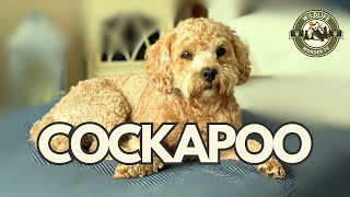 Cockapoo Clever Cute and Cuddly [upl. by Irma]