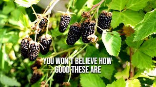 The Columbia Star Blackberry Bush An Upgrade to the Marionberry You Decide [upl. by Kcitrap]