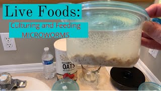 Live Foods Culturing and feeding MICROWORMS [upl. by Fennell]