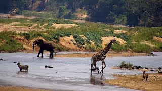 Olifants River  Wildlife Live Stream – Greater Kruger National Park [upl. by Margalit]