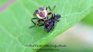 FIREFLY Photuris eating another Firefly [upl. by Schreib252]