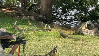 Iguana Hunting challenge Hired To Remove 200 iguanas from New Lakeside Property [upl. by Deppy]