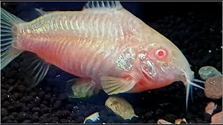 Albino Cory Catfish laying eggs [upl. by Longo]