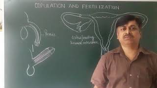 COPULATION AND FERTILISATION IN HUMAN CLASS 12 [upl. by Uyekawa]