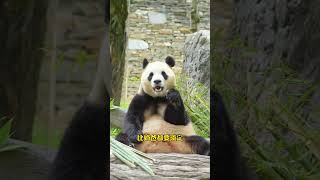 So charming Fubao feels so relaxed on the first day of confinement Giant panda Fubao Visiting [upl. by Jasik]