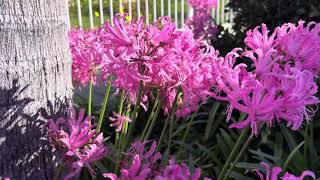 Nerine bowdenii Says Merry Christmas [upl. by Jessi]