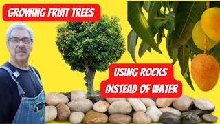 Growing Fruit Trees With Rocks Instead of Water [upl. by Elleinnod]