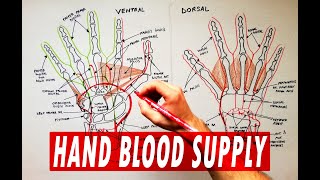 Arterial palmar arches  Hand blood supply  Anatomy Tutorial [upl. by Acireh]