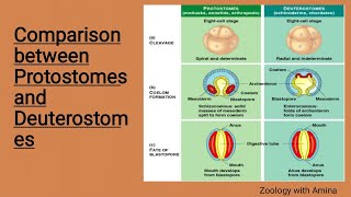 Comparison between protostomes and deuterostomes  protostomia and deuterostomia [upl. by Lucinda122]