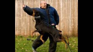 How to Train a Dog to Attack K91com [upl. by Annaxor]