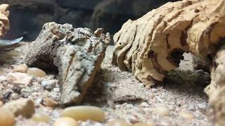 Bioactive desert habitat for blue death feigning beetles [upl. by Dar]