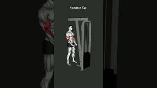 Hammer Curl Guide Enhance Your Forearms Workouts [upl. by Suzan801]