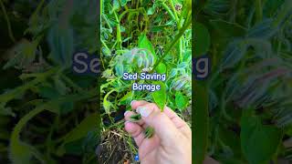 Seed Saving Series Borage seedsaving Borage [upl. by Ring]