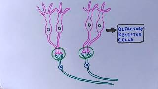 Chemosensory System  Olfactory System [upl. by Charlet]