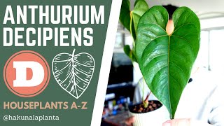 Repotting My Anthurium Decipiens AKA Salgarense Houseplants AZ [upl. by Assilem687]