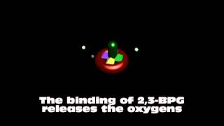 Biochemistry Hemoglobin Binding to 23Bisphosphoglycerate BPG [upl. by Warrick]