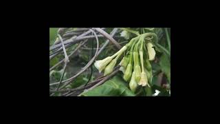 flor de loroco agricultura shortvideo naturaleza vidasaludable healthy agriculture shorts [upl. by Silera]