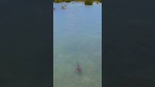 Crocodile Disappears 😱 [upl. by Eerb]