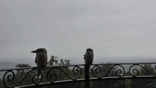 30 Minutes of Kookaburras watching a storm [upl. by Jestude]