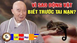 Vì sao Động Vật lại biết trước được Tai nạn Pháp Sư Tịnh Không trả lời phỏng vấn Phật pháp [upl. by Gnaht]