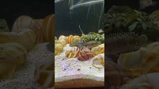 Two Female Lamprologus speciosus having a breeding squabble fighting aquarium cichlid fish lol [upl. by Duwalt]